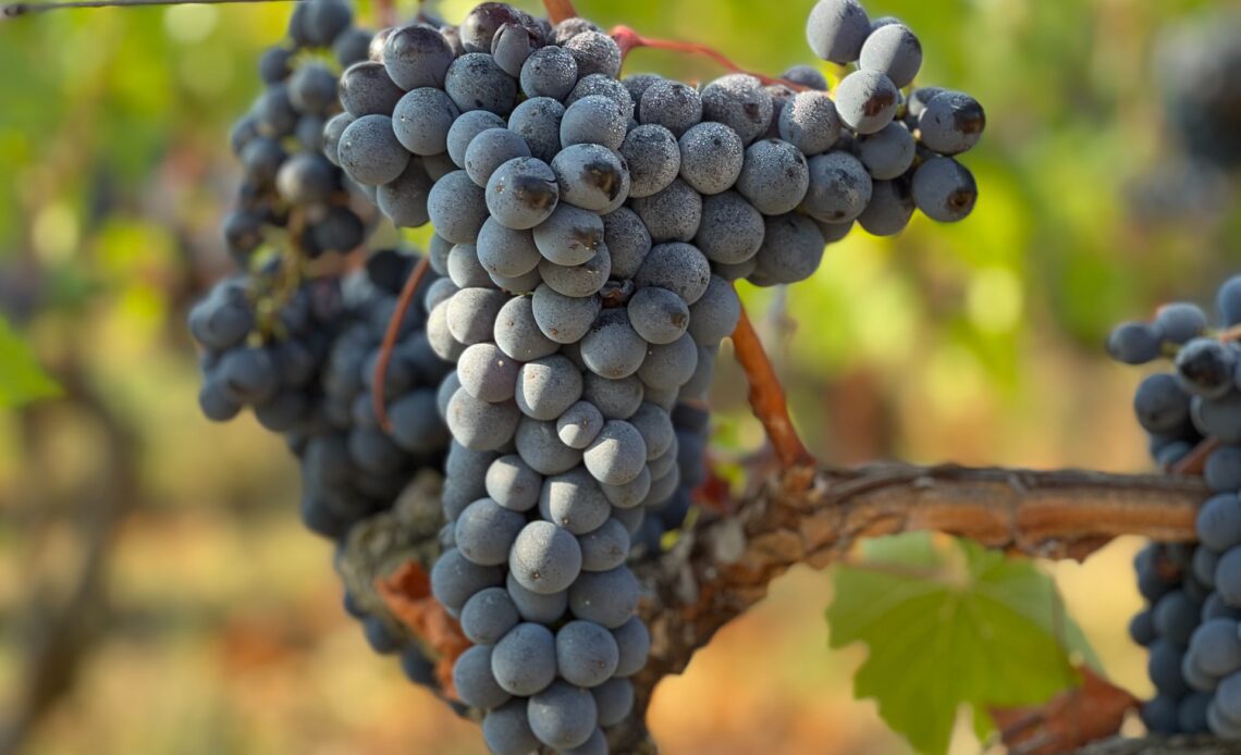 Grapes in Tuscany (photo: John Cameron)