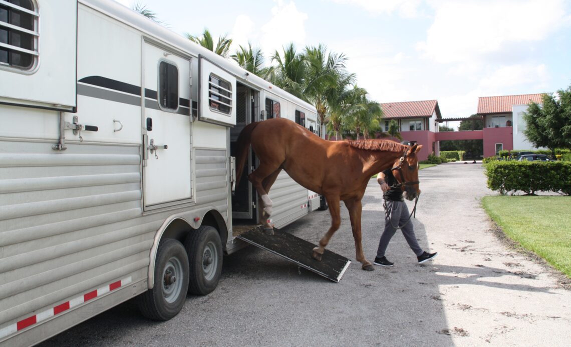 Horse leaving a trailer