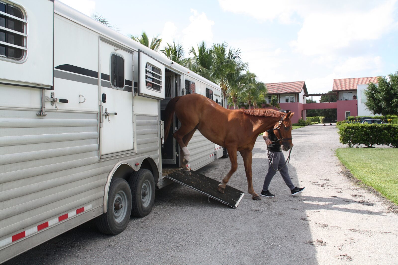 Horse leaving a trailer