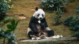 An An, world's oldest male giant panda, dies in Hong Kong at age 35