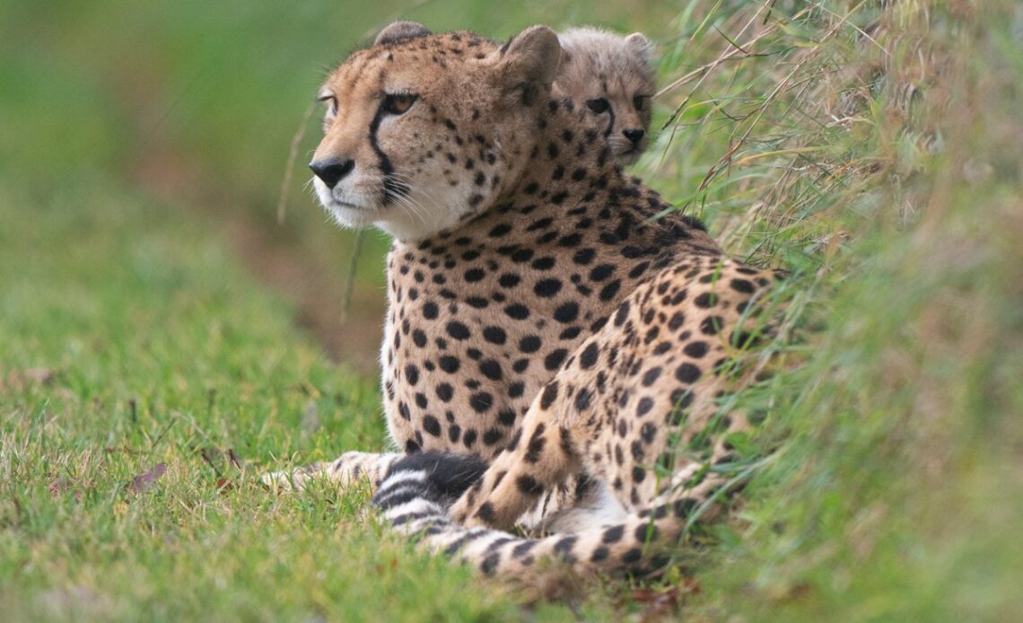 Cheetahs in India: World’s fastest land animal making a comeback for the first time in 70 years