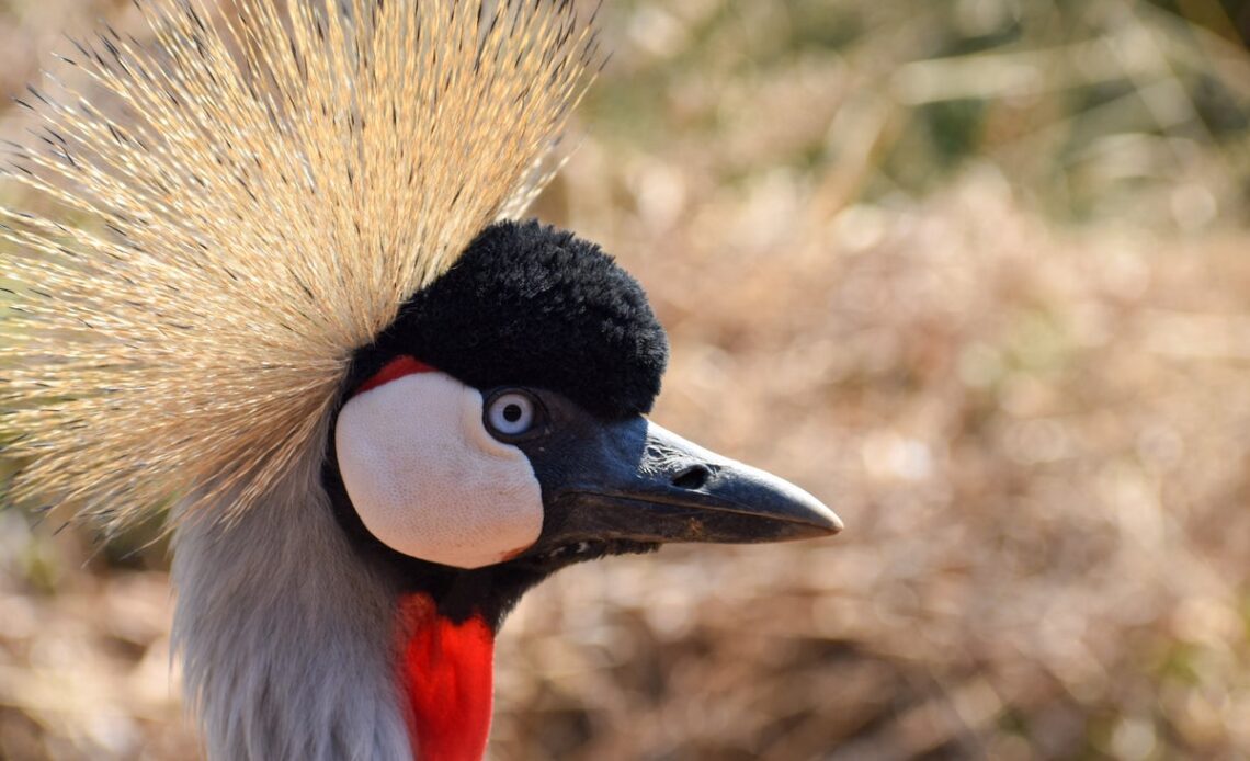 Endangered grey crowned cranes are losing more habitat