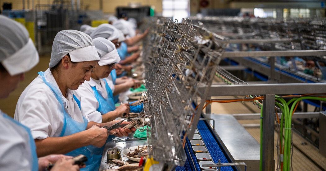 In Portugal, Taking a Dive Into Sardines