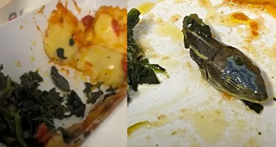 Inflight meal horror as ‘severed snake head’ found in plane dish