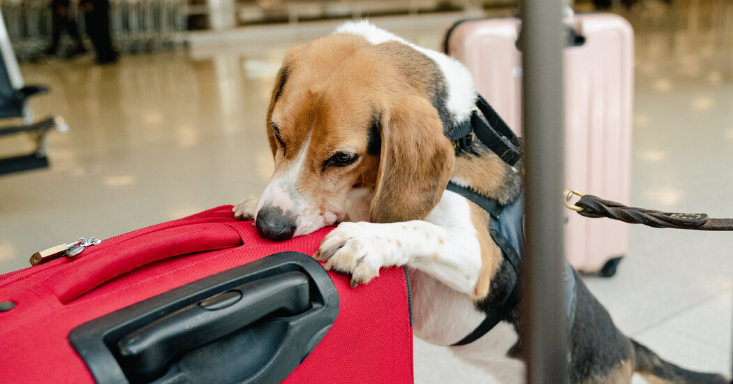 Meet the Canine Officers Guarding American Agriculture