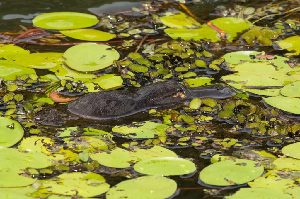 Platypus in Daintree Rainforest, Australia