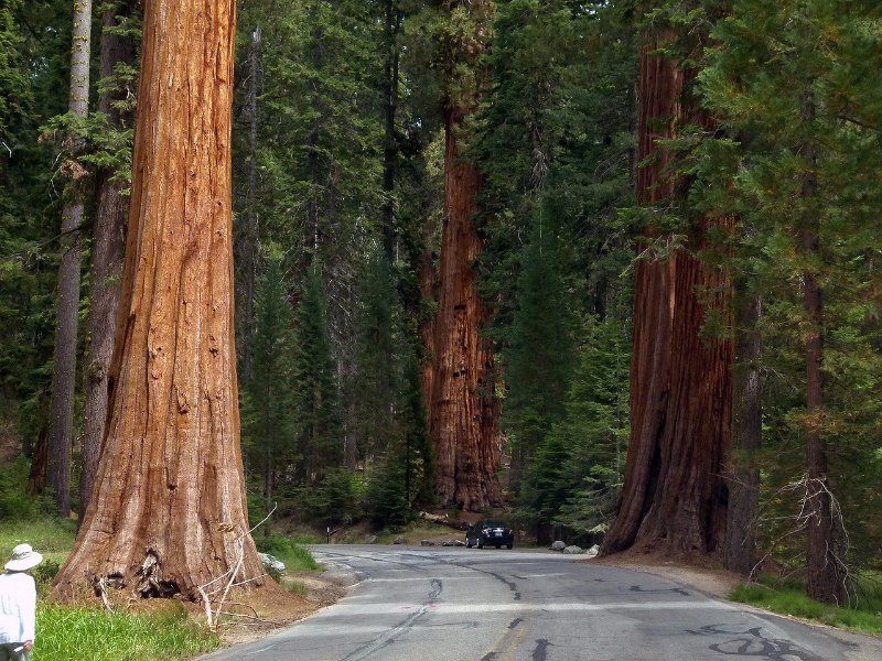 Sequoia National Park Trees