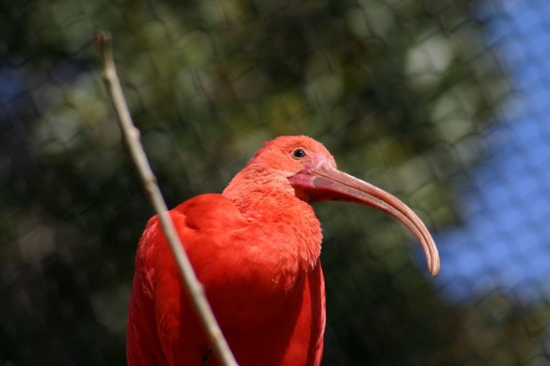 Scarlet ibis in Santa Ana Zoo