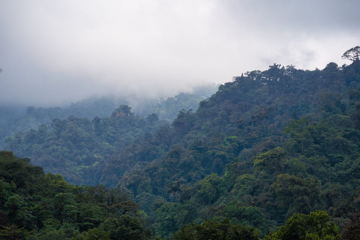 Mashpi reserve cloudforest