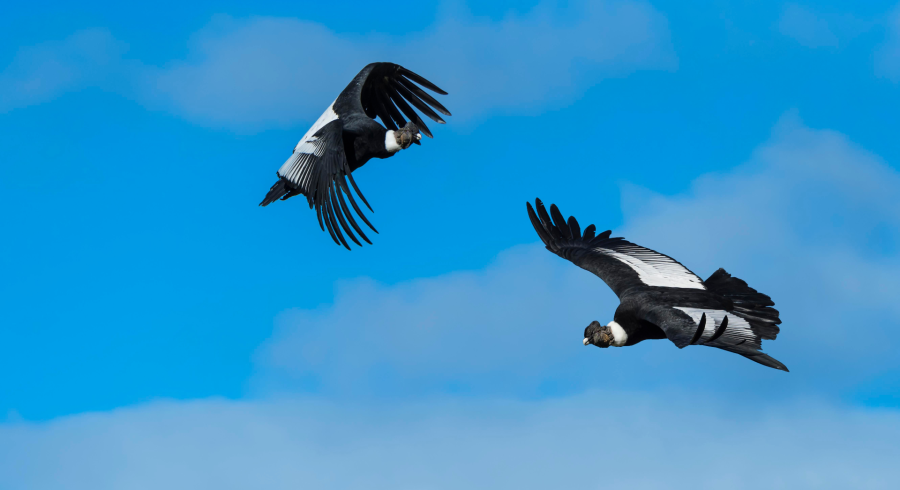 The Wild Poetry Of Patagonia