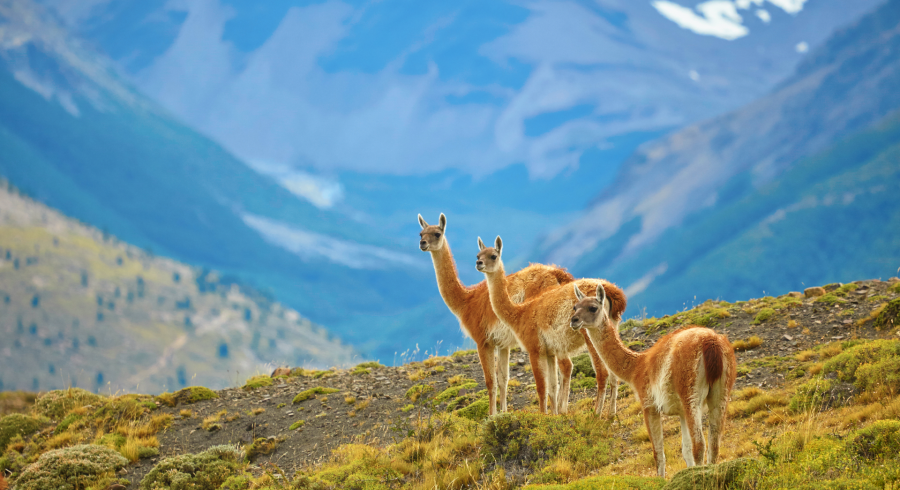 The Wild Poetry Of Patagonia