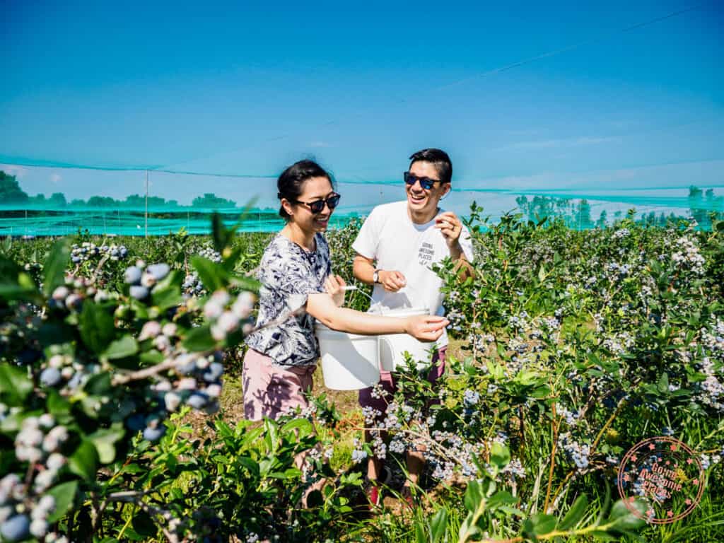 asian couple pick your own blueberries at kustermans adventure farm in middlesex county