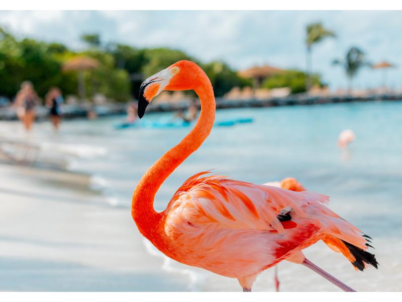 Flamingo Beach in Aruba