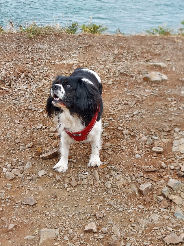 Missy, our second guide for the Howth Cliff Walk