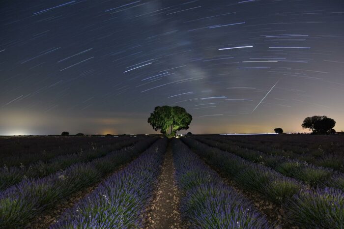 Lavender Fields in La Mancha Spain