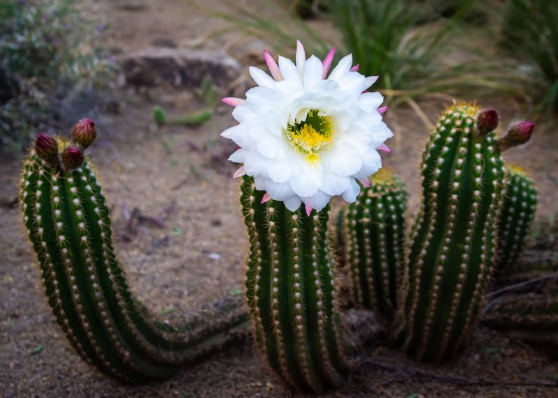 Cactus in Desert Botanical Garden Plant