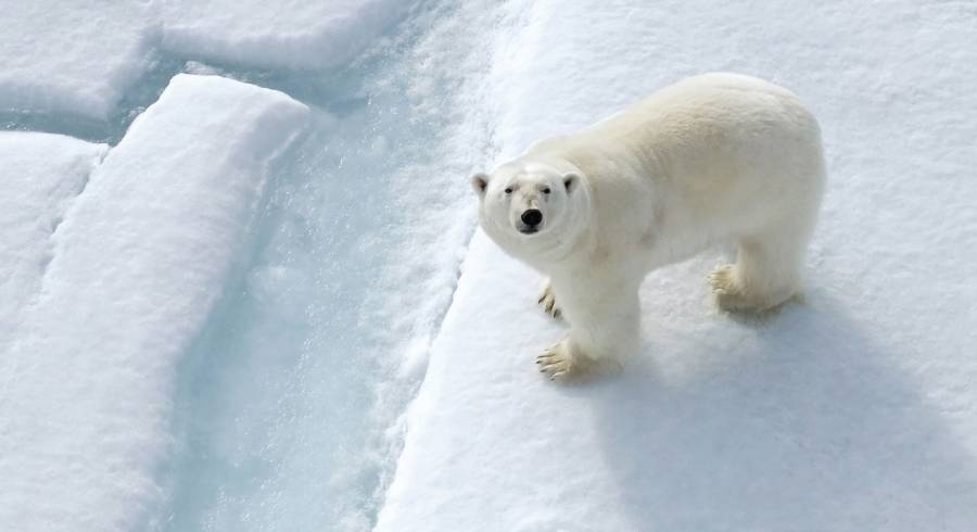 Polar Bear Spotting With Enchanting Travels: One of the trips you must book early