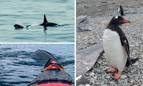 Antarctic Wildlife