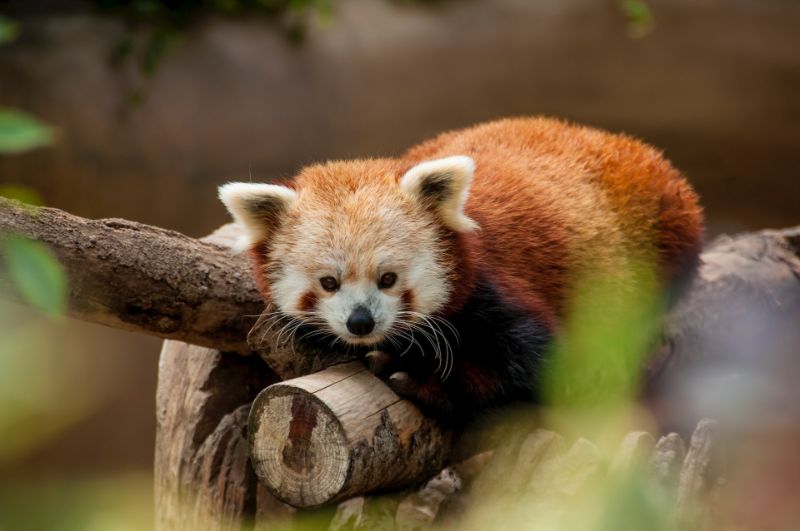 Red Panda in San Diego Zoo