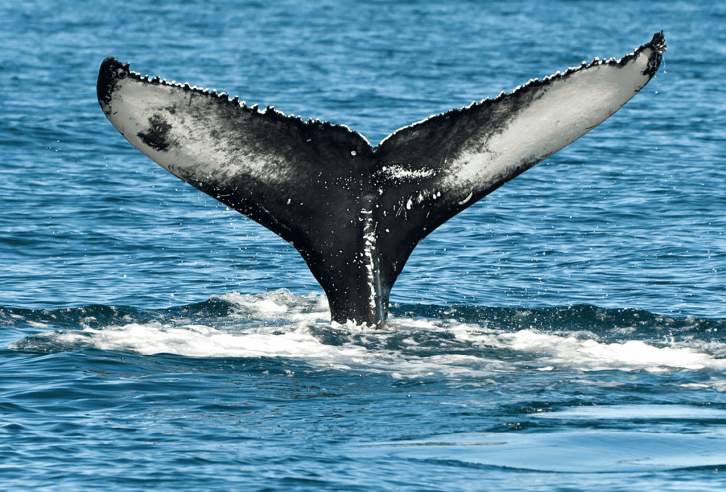 Whale watching in Iceland