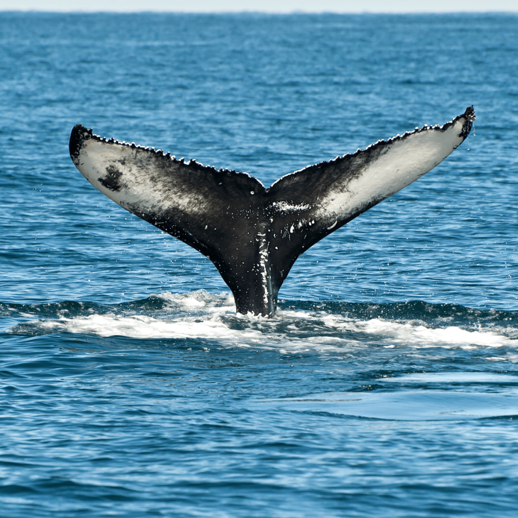 Whale watching in Iceland