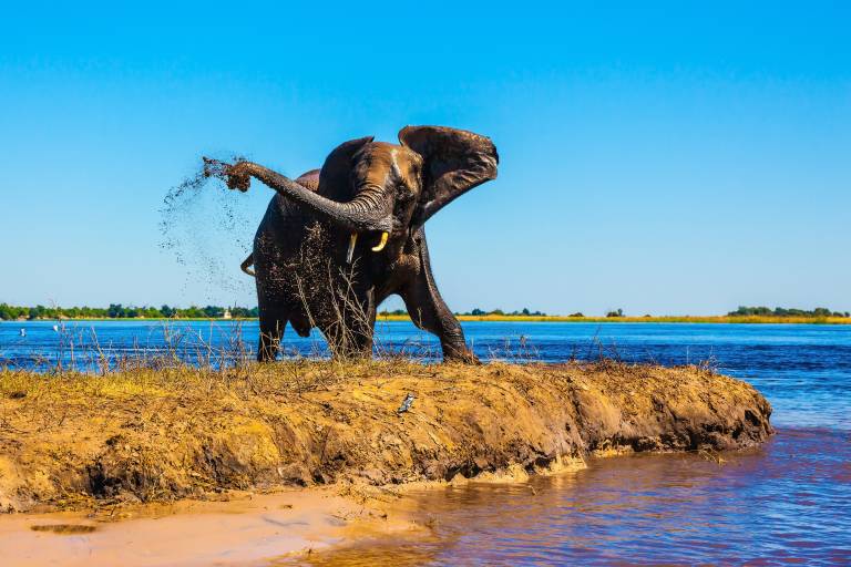 Elefant im Chobe Nationalpark