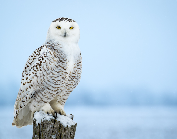 icelandic snow owl