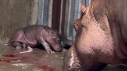 Brand-new baby hippo is 'strong and looking really healthy so far'