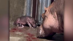Cincinnati Zoo's baby hippo has a name