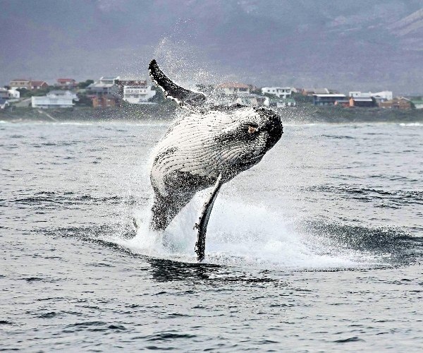 Happiness is Hermanus - A Luxury Travel Blog : A Luxury Travel Blog