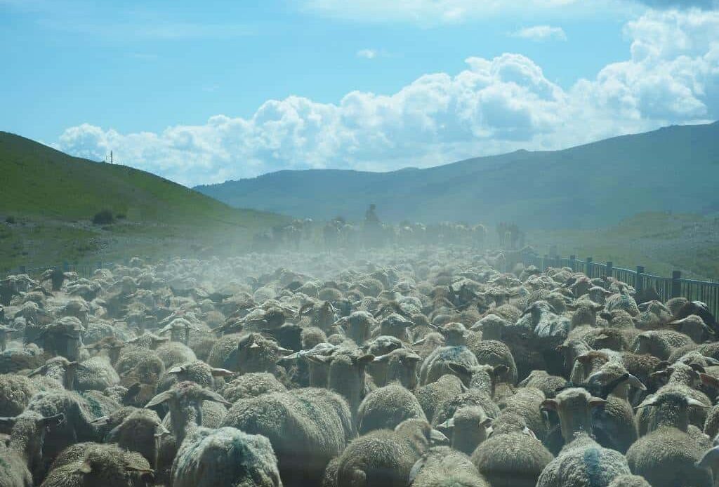 Sheep Blocking Road In Kyrgyzstan