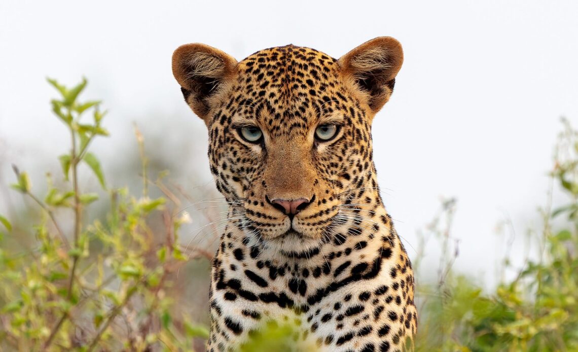 Leopard - Safari Photography Tips