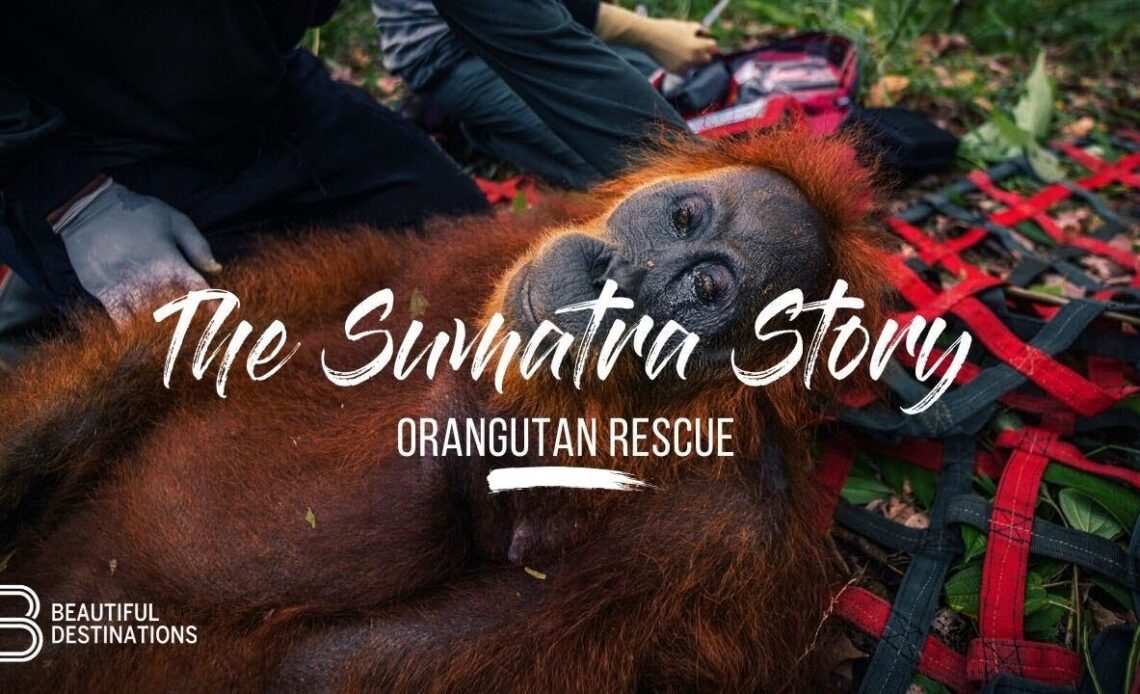 The Sumatra Story - Orangutan Rescue