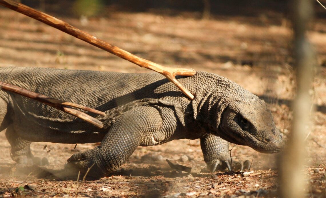 Tourism companies go on strike after Indonesia hikes komodo dragons tax by 18 times overnight