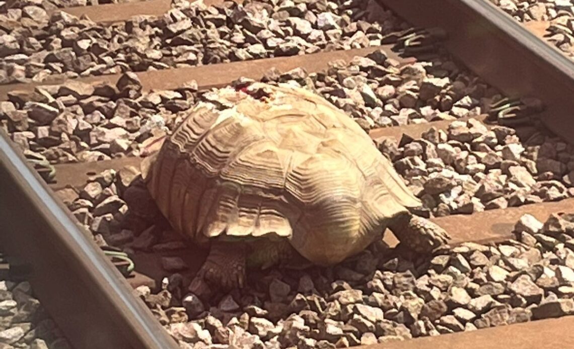 Trains cancelled due to ‘very large’ tortoise on tracks in Norfolk