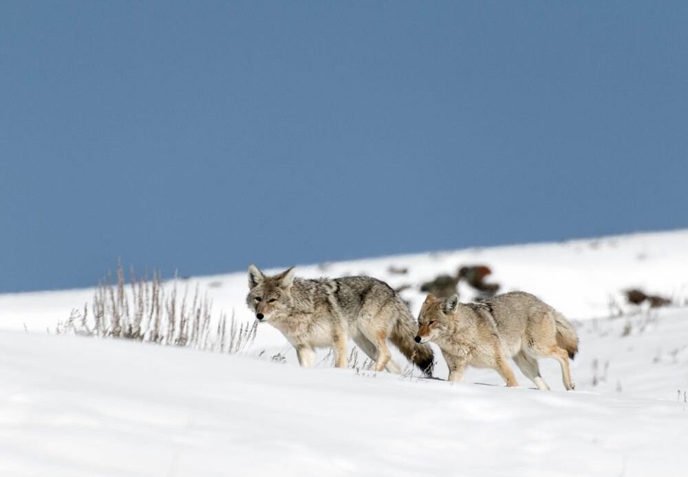 Wolves came down the slopes and crossed the road in Yellowstone National Park.