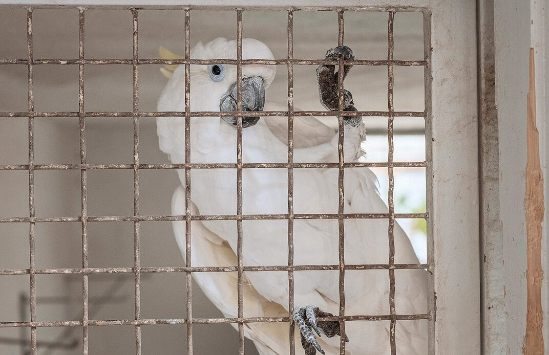 Tito’s 62-year-old parrot Koki