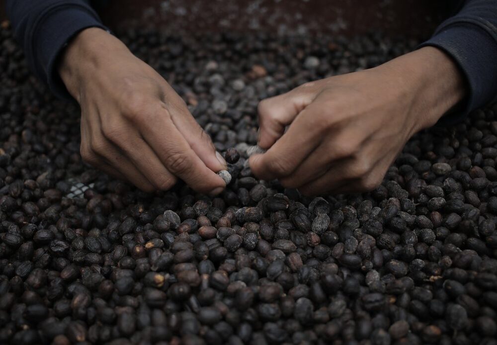 Sorting coffee