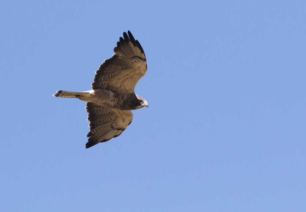 Swainson's hawk