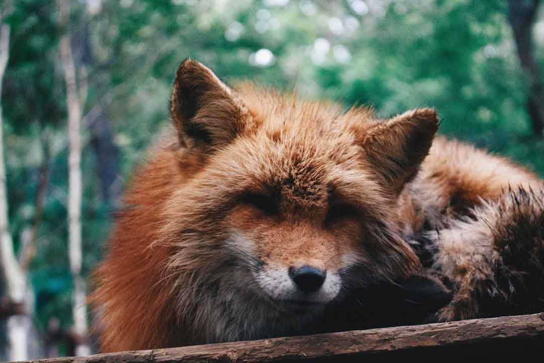 Fox, Japan, Zao Fox Village