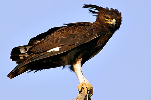 Crested Eagle in Panama