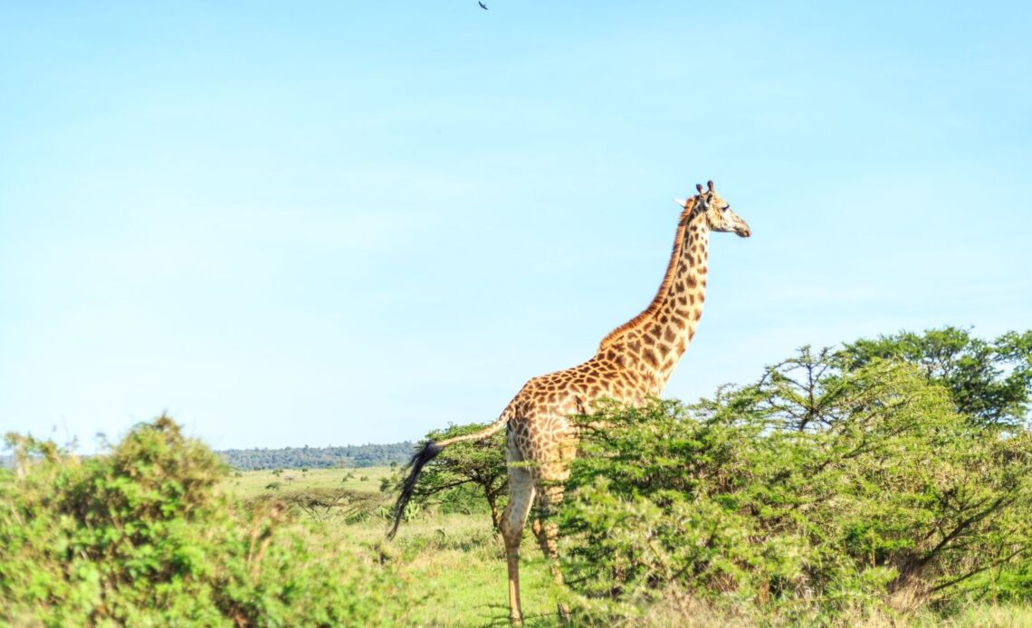 25 Exciting Things To Do in Nairobi