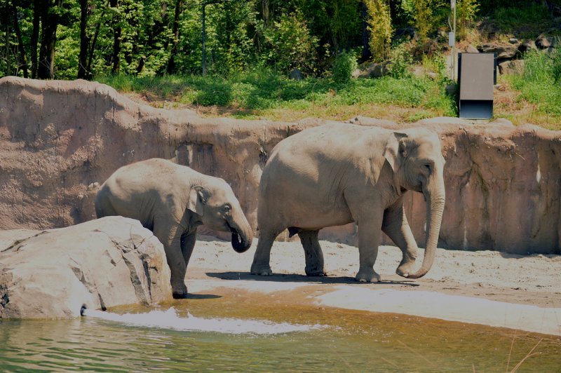 Elephant in Oregon Zoo'