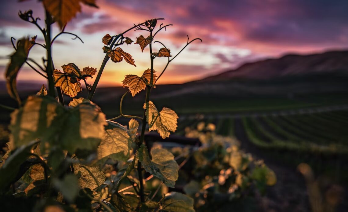 Grape vines at sunset