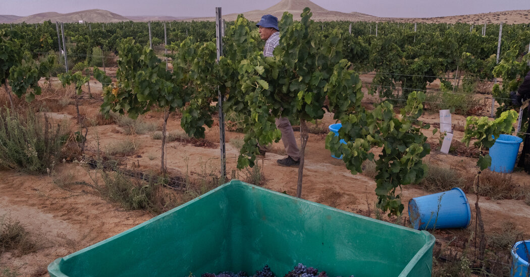 Desert Winemaking ‘Sounds Absurd,’ but Israeli Vineyards in Negev Show the Way