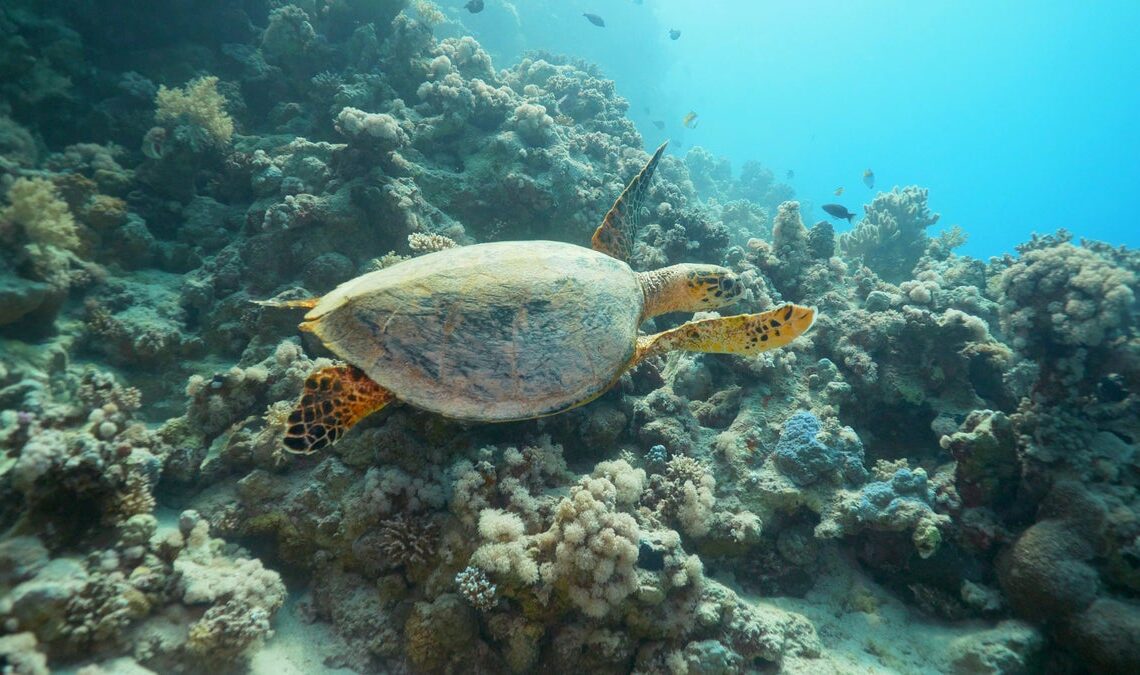 Dive into Saudi’s natural world and discover an unexpected dreamland of scenic beauty