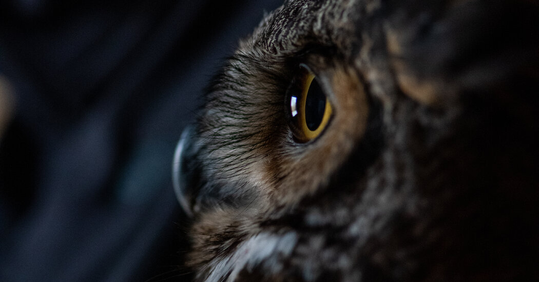 Life Is Hazardous for Urban Raptors. These Women Offer Hope.