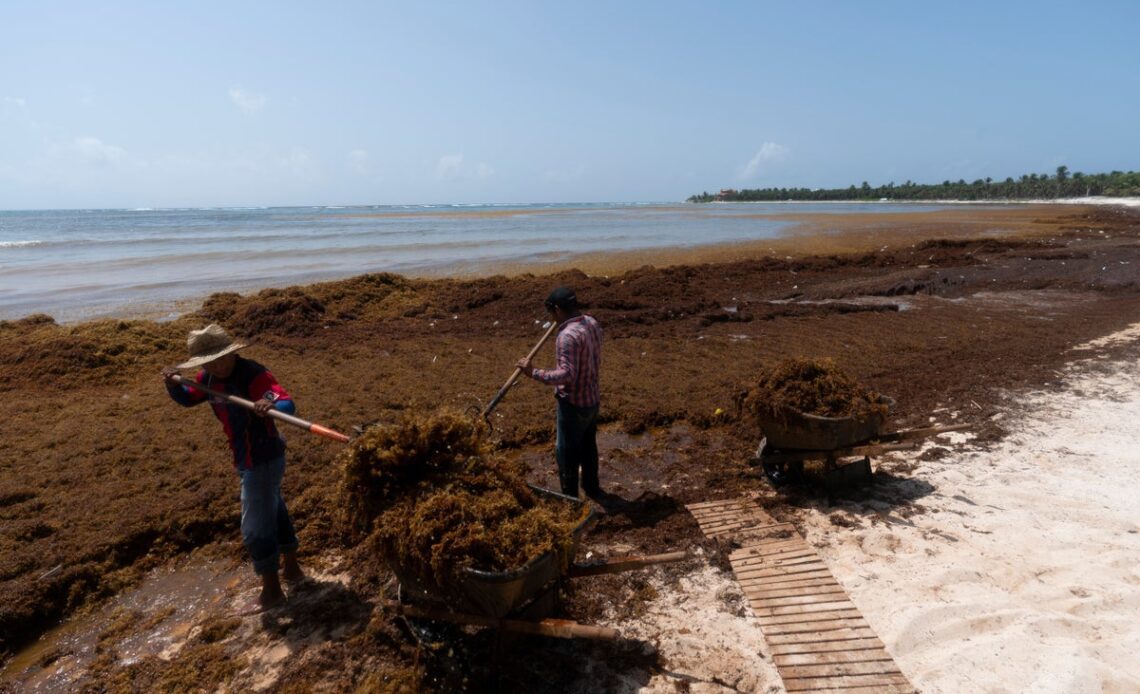 Mountains of seaweed are blighting Mexico’s most popular tourist beaches