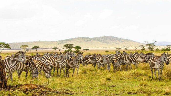 Safaris in Tanzania