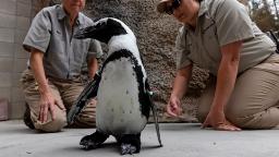 See why this penguin was fitted with custom shoes